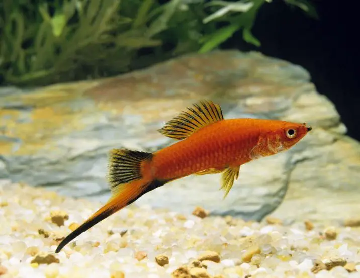 swordtails