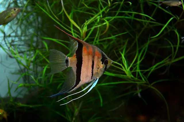 angelfish