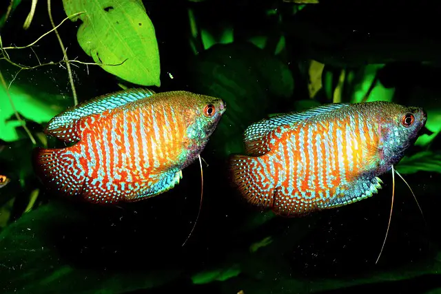 gourami