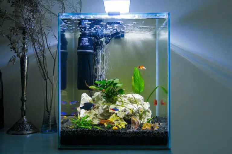 Fish Tank