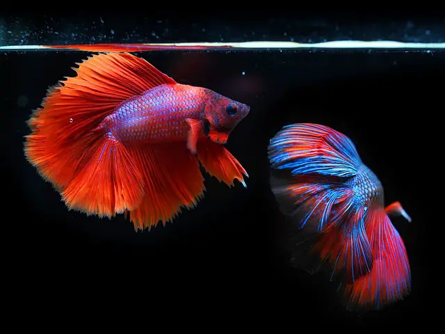 betta