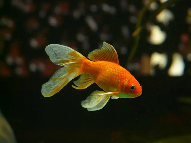 goldfish