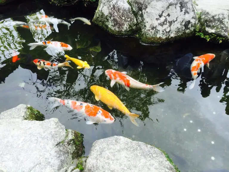 koi-pond