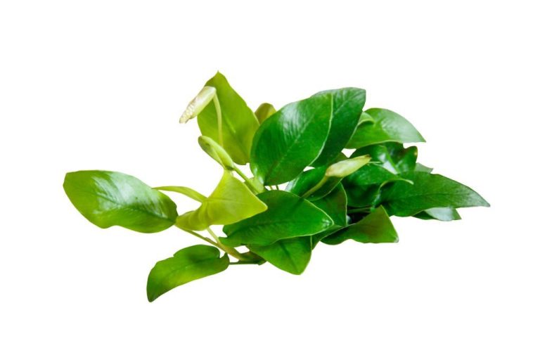 Anubias