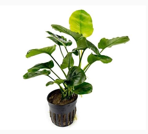 Anubias Barteri Round