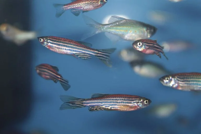 zebra-danio